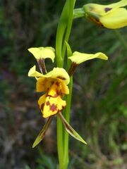 Diuris sulphurea