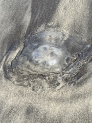 Rhopilema verrilli