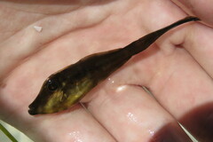 Aluterus schoepfii