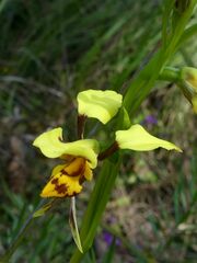 Diuris sulphurea