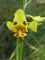 Diuris sulphurea