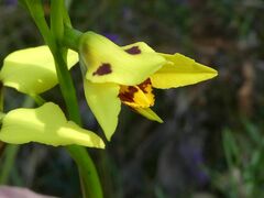 Diuris sulphurea