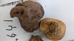 Calvatia craniiformis