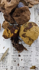 Calvatia craniiformis