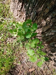 Salpichroa origanifolia