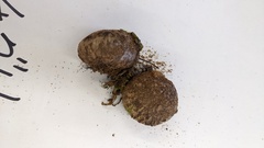 Astraeus hygrometricus
