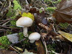 Cystoderma carcharias