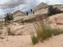 Muhlenbergia pungens