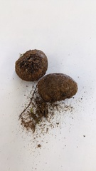 Astraeus hygrometricus