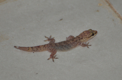 Hemidactylus robustus