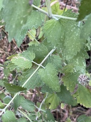 Agastache urticifolia