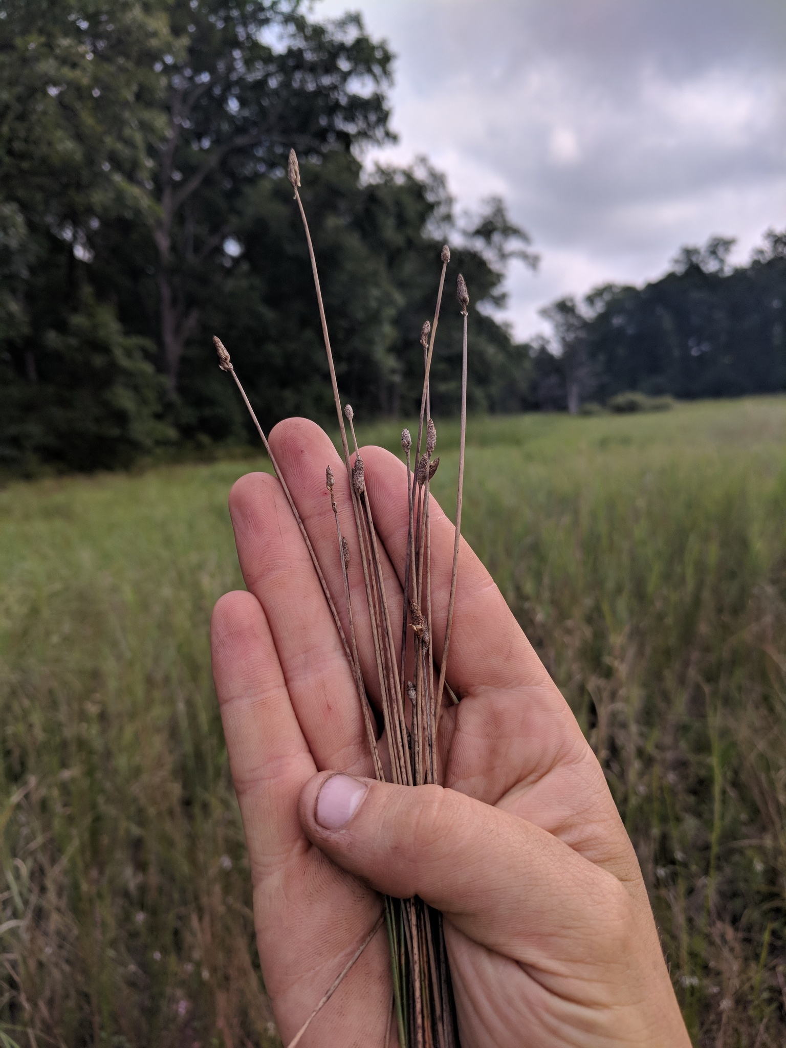 Eleocharis tricostata