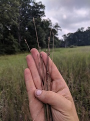 Eleocharis tricostata