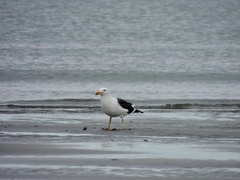 Larus dominicanus