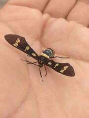 Syntomeida melanthus