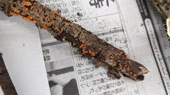 Dicephalospora rufocornea