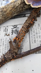 Dicephalospora rufocornea