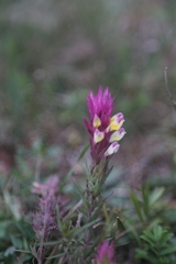 Melampyrum arvense