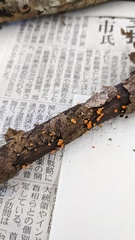 Dicephalospora rufocornea