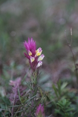 Melampyrum arvense