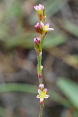 Polygonum bellardii