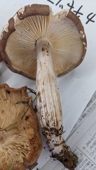 Collybia