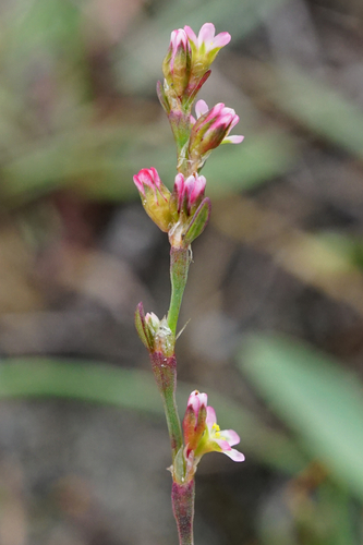 Image of Polygonum patulum by (c) Patrick Hacker, some rights reserved (CC BY)