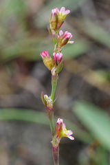 Polygonum bellardii