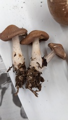 Collybia