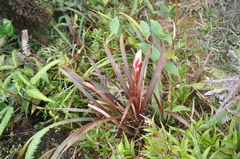 Guzmania calamifolia
