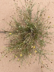 Acamptopappus sphaerocephalus