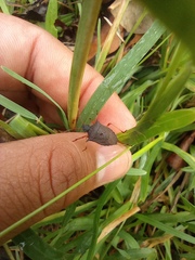 Carpocorini