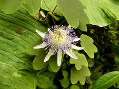 Passiflora