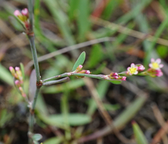 Polygonum bellardii