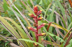 Guzmania calamifolia