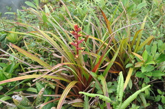 Guzmania calamifolia