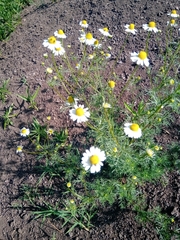 Matricaria chamomilla