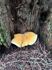 Phyllotopsis nidulans