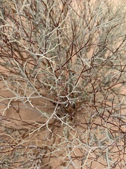 Eriogonum corymbosum