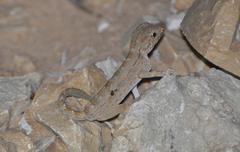 Pristurus carteri