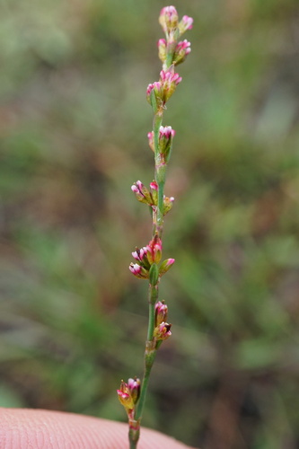 Image of Polygonum patulum by (c) Patrick Hacker, some rights reserved (CC BY)