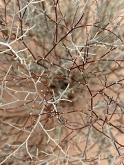 Eriogonum corymbosum