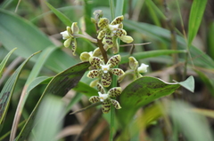 Prosthechea vespa image