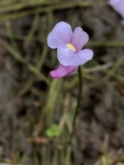 Utricularia resupinata