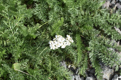 Achillea millefolium image