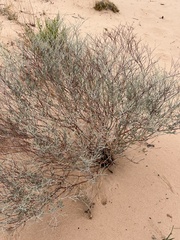 Eriogonum corymbosum
