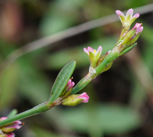 Image of Polygonum patulum by (c) Patrick Hacker, some rights reserved (CC BY)