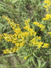 Solidago odora