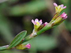 Polygonum bellardii