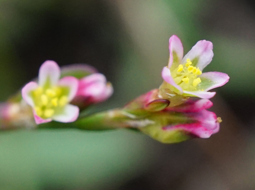 Image of Polygonum patulum by (c) Patrick Hacker, some rights reserved (CC BY)
